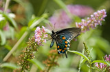 Pipevine Swallowtail