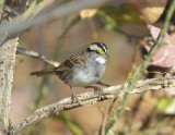 White-throated Sparrow