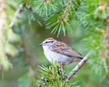 Chipping Sparrow