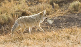 Coyote, Yellowstone 01