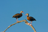 Black-bellied Whistling Duck Pair