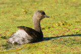 Least Grebe Among Colorful Algae 02