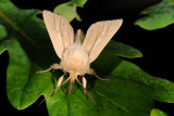 Smoky Wainscot, Mythimna impura 2