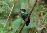 Tourmaline Sunangel