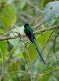 Violet-tailed Sylph