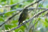 Olivaceous Piha