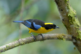 Blue-winged Mountain-Tanager3