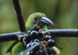 Crimson-rumped Toucanet