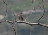 Harriss Hawk