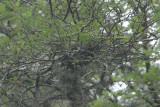 Azaras Spinetail nest
