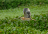 Pinnated Bittern