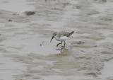 Western Sandpiper3