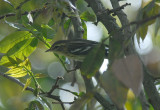 Blackburnian Warbler6