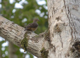 Blue-Cotinga3.jpg