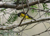 Lesser Goldfinch