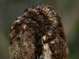 Andean Potoo3