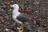 Band-tailed Gull2