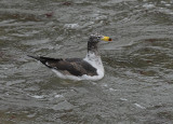 Band-tailed Gull2
