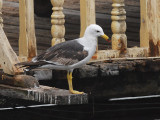 Band-tailed Gull6