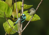 Black-faced Dacnis