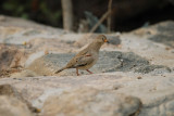 Croaking Ground-Dove2