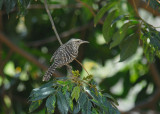 Fasciated Wren