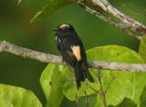 Fulvous-crested Tanager