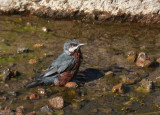 Giant Conebill