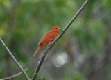 Tooth-billed Tanager