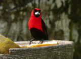 Masked Crimson Tanager