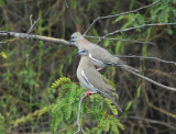 West Peruvian Dove2