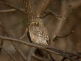 Pacific  Pygmy-Owl