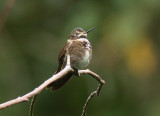 Purple-backed Sunbeam