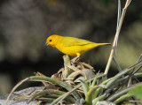 Saffron Finch