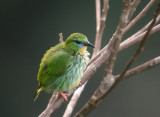 Short-billed Honeycreeper