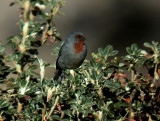 Tamarugo Conebill