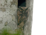 Tawny-bellied Screech-Owl