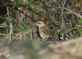 Tumbes Sparrow