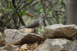 White-tipped Dove