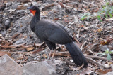 White-winged Guan