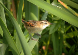 Wren-like Rushbird