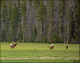 Elk from far away