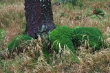 Harz National Park 9.jpg