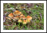 Fungi cluster