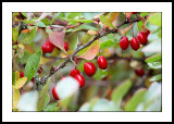 Rose hips