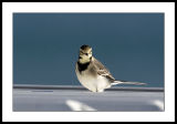 Pied wagtail 1