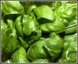 Basil leaves