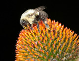 Flowers & Bugs