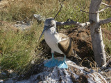 Blue-footed Booby