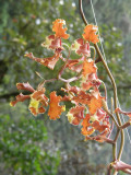 Orchid